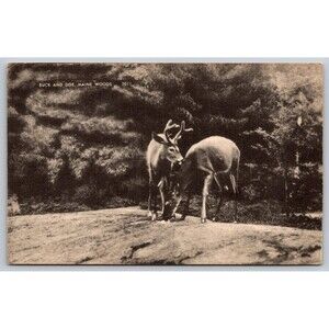 Picture Postcard Maine Woods Buck and Doe Deer RPPC No Back c1910s Antique B&W